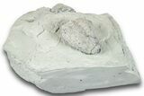 Fossil Crinoid (Eucalyptocrinus) Calyx - Indiana #252454-2
